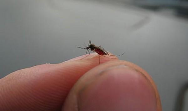 Đừng để muỗi mang bệnh tới nhà bạn 