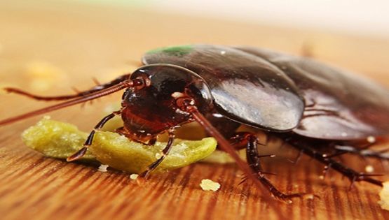 [Kỹ năng vào bếp] Cách đuổi ruồi, gián và muỗi hiệu quả mà không sử dụng hóa chất