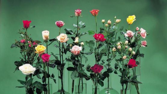 5 cách cắm hoa hồng xinh lung linh cùng lọ thủy tinh